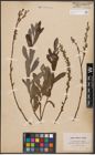 Foto von Salix aurita L. x Salix purpurea L.